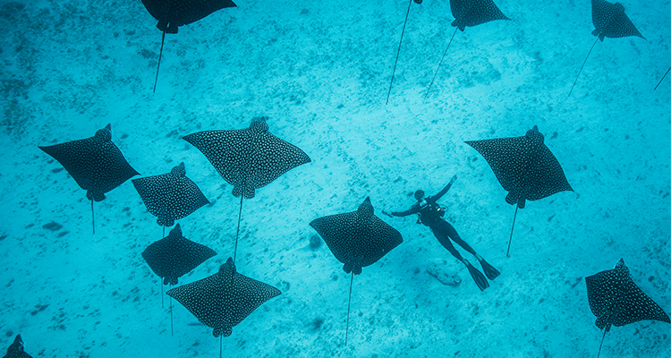 Wreck dive in cancun